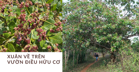 Xuân chạm ngõ trên vườn điều hữu cơ Tamkira - Mùa khởi đầu của những trái ngọt
