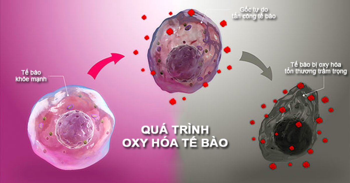 Chống oxy hóa mạnh mẽ, bảo vệ tế bào