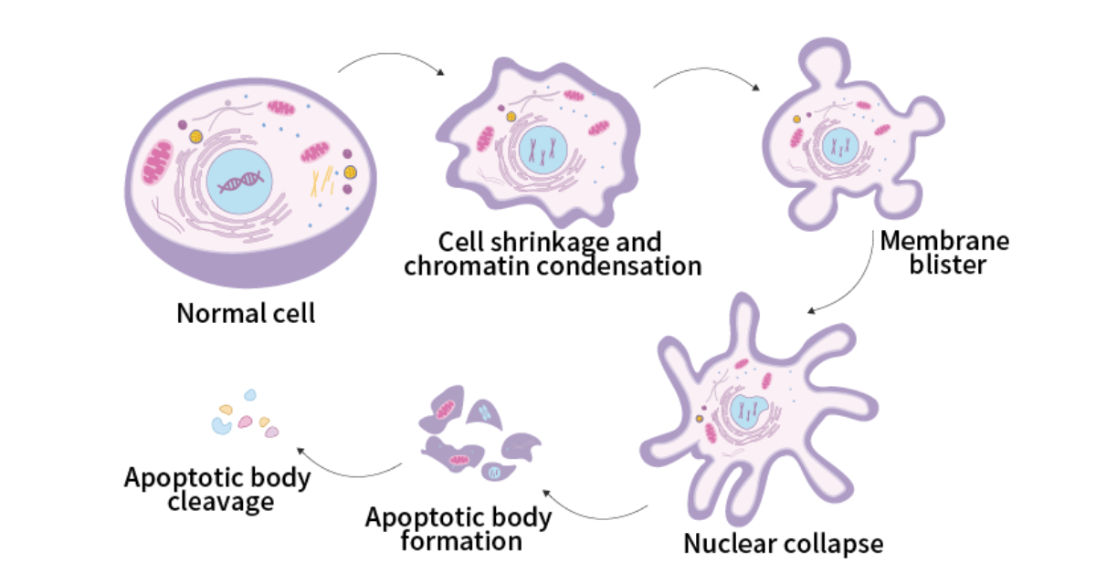 Hỗ trợ quá trình tự chết theo chu trình của tế bào bất thường (Apoptosis)