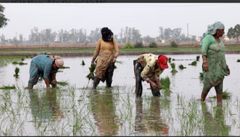 Ông trùm xuất khẩu gạo lớn nhất thế giới đón sóng gió: Hơn 400.000 tấn gạo ùn ứ tại các cảng, chi phí vận chuyển tăng vọt