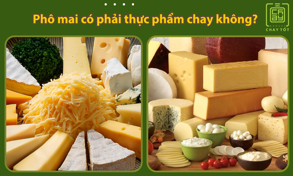 Phô mai có phải thực phẩm chay không? Tìm hiểu các phô mai phù hợp