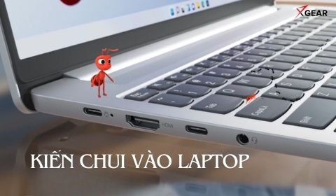 Kiến chui vào laptop có sao không? Nguyên nhân và cách xử lý hiệu quả