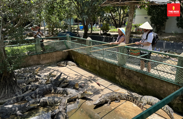 Thử thách câu cá sấu mà không thót tim tại tour Miền Tây của The Rice