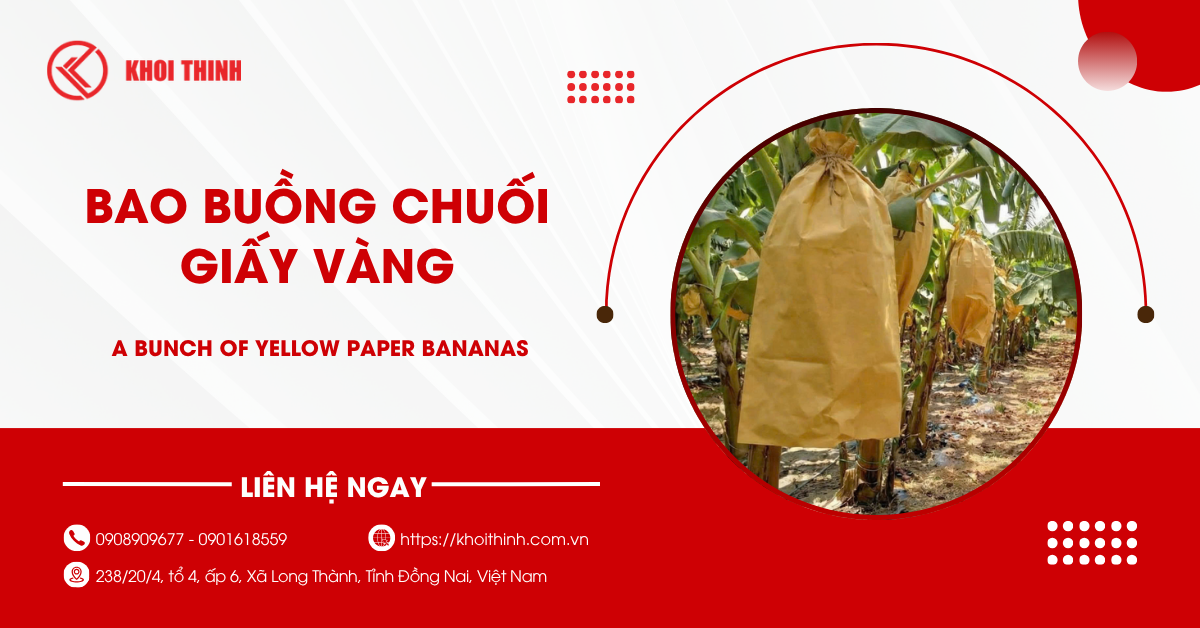 Bao buồng chuối giấy vàng: Công dụng và cách dùng chi tiết