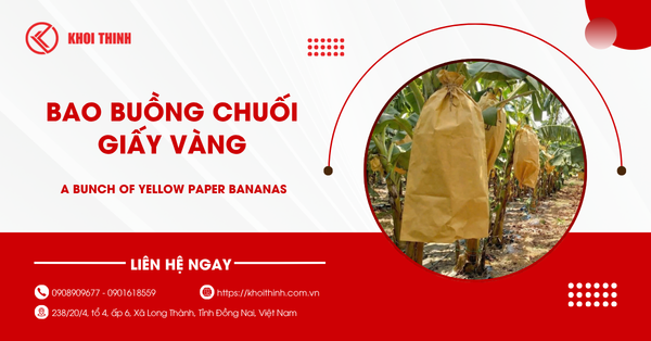 Bao buồng chuối giấy vàng: Công dụng và cách dùng chi tiết