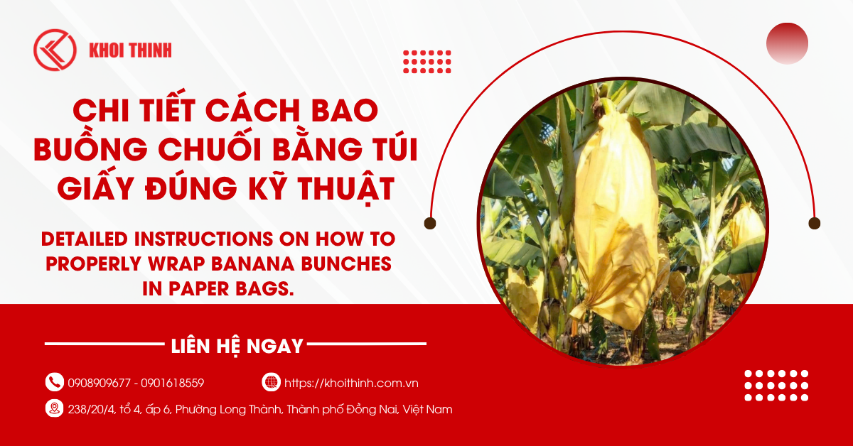 Chi tiết cách bao buồng chuối bằng túi giấy đúng kỹ thuật