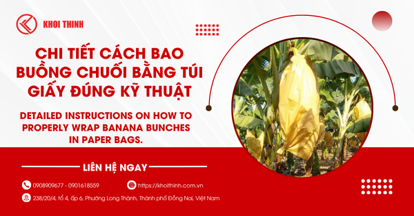 Chi tiết cách bao buồng chuối bằng túi giấy đúng kỹ thuật