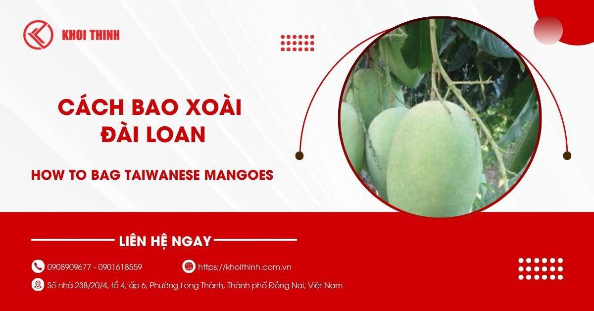 Cách bao xoài Đài Loan đúng kỹ thuật và hạn chế sâu bệnh