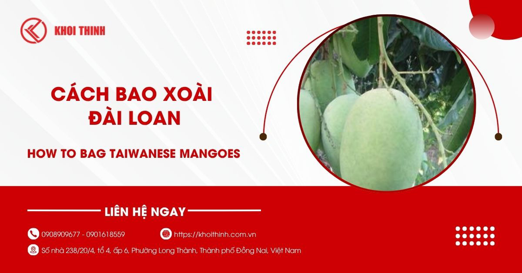 Cách bao xoài Đài Loan đúng kỹ thuật và hạn chế sâu bệnh