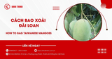 Cách bao xoài Đài Loan đúng kỹ thuật và hạn chế sâu bệnh