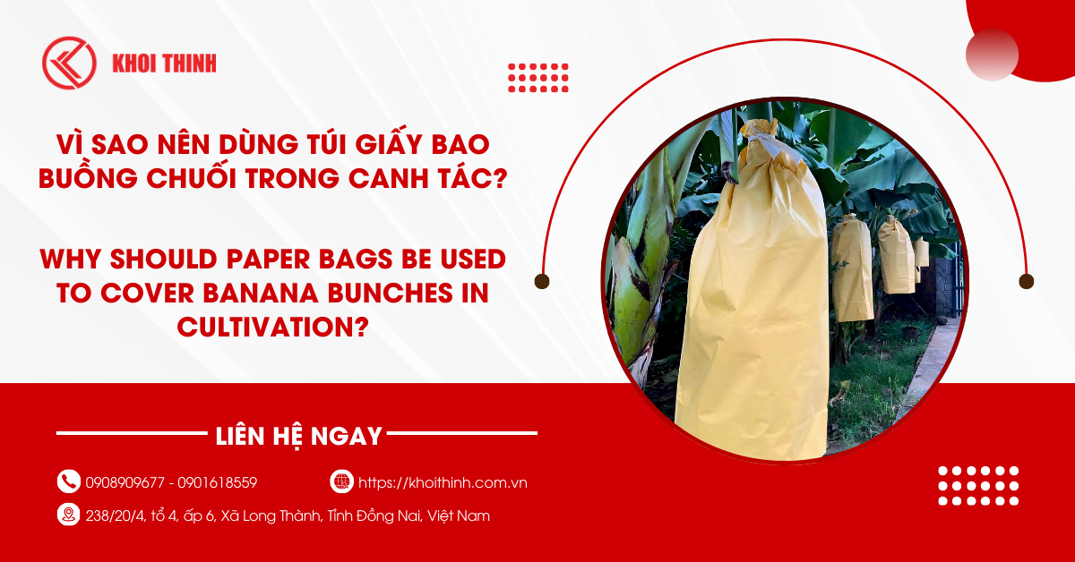 Vì sao nên dùng túi giấy bao buồng chuối trong canh tác?