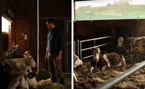 Nông dân Thụy Sĩ lao đao vì thuế Trump: Sữa thừa, phô mai ế và bài toán bỏ bớt bò