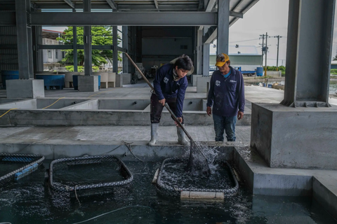 Từ dứa đến cá mú: Trung Quốc gia tăng sức ép kinh tế với Đài Loan