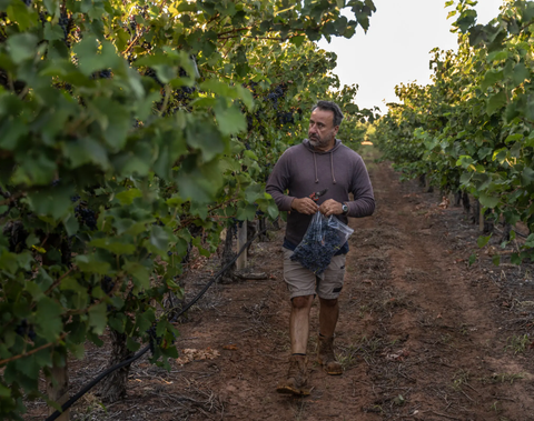 Thuế rượu vang của Trung Quốc đẩy người trồng nho Australia vào khủng hoảng