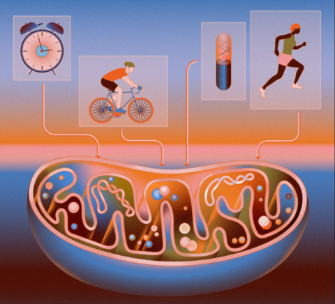 Chìa khóa sống thọ có thể nằm trong chính tế bào