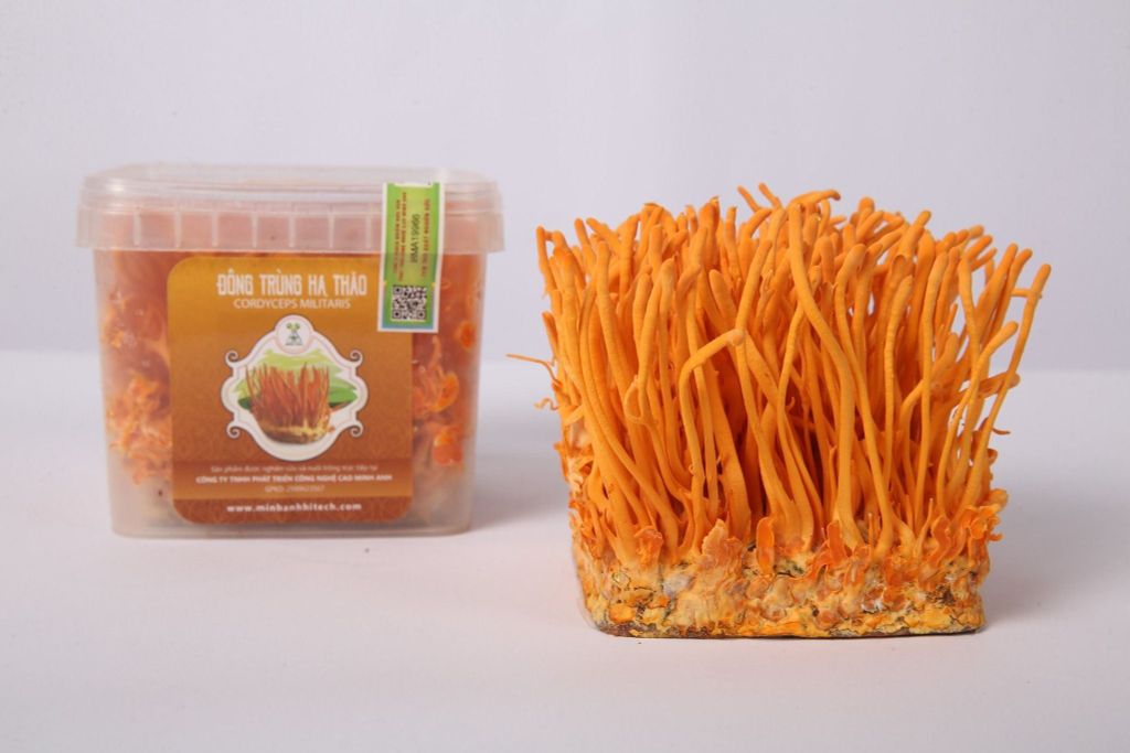 Chống ung thư: Tiềm năng vượt trội của cordycepin từ đông trùng hạ thảo
