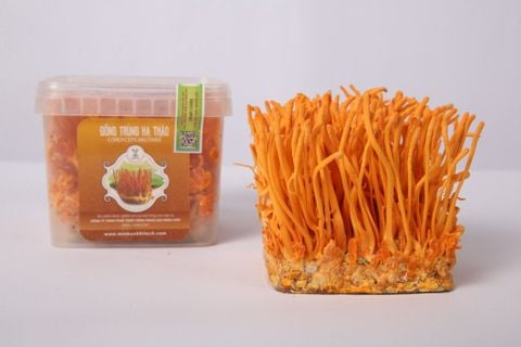 Chống ung thư: Tiềm năng vượt trội của cordycepin từ đông trùng hạ thảo