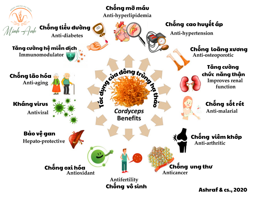 🌿 ĐÔNG TRÙNG HẠ THẢO – TINH HOA TỪ Y HỌC CỔ TRUYỀN ĐẾN KHOA HỌC HIỆN ĐẠI 🌿