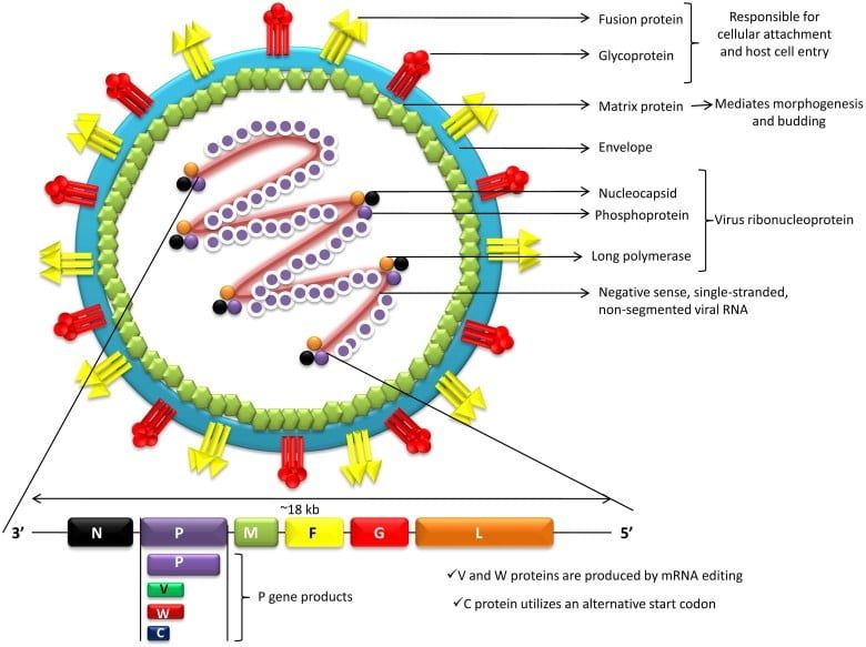 Virut Nipah (NiV): Mức độ nguy hiểm, con đường lây truyền, triệu chứng và biện pháp phòng ngừa