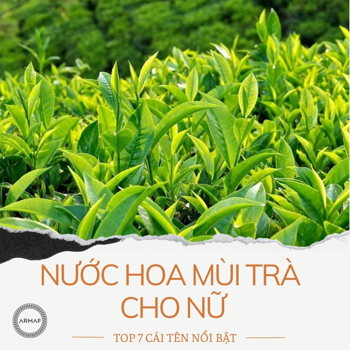 Nước hoa mùi trà cho nữ: 7+ mùi TƯƠI MÁT, GÂY NHUNG NHỚ