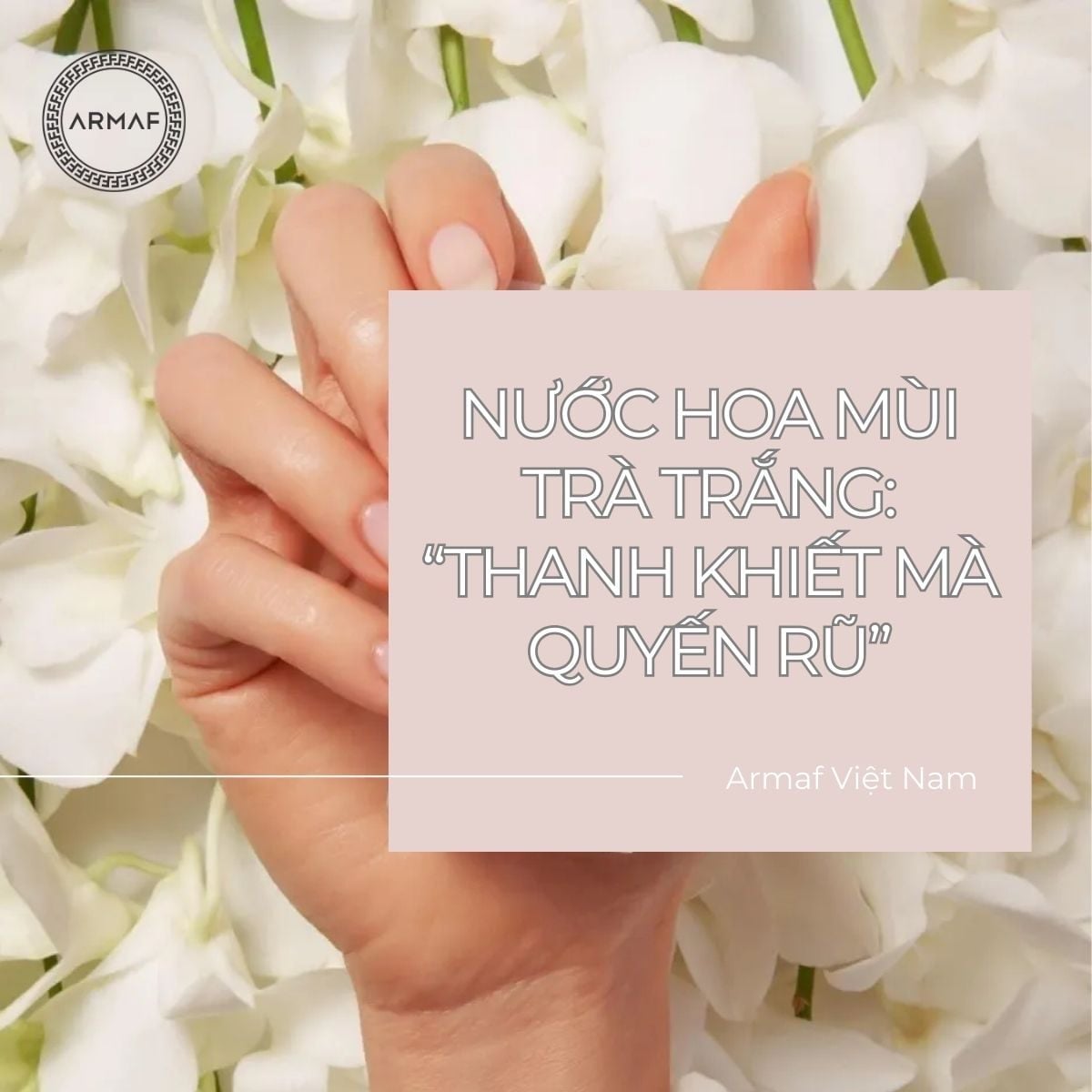 5+ nước hoa mùi trà trắng: “THANH KHIẾT MÀ QUYẾN RŨ”