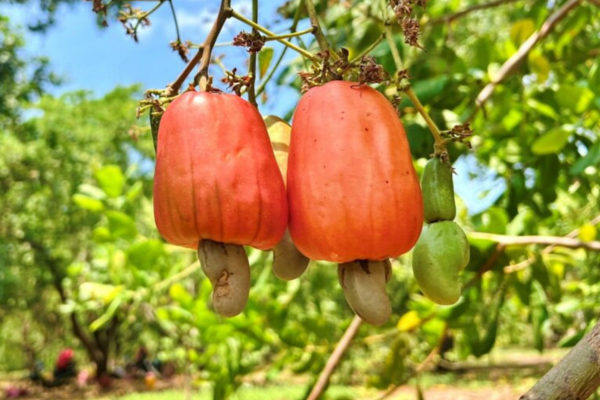 Vì sao gọi quả điều là quả đào lộn hột?