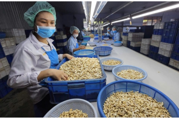 Những thị trường xuất khẩu hạt điều Việt Nam hàng đầu