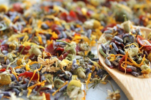 Bí quyết chọn mua Mộc Hương Trà chất lượng đúng giá