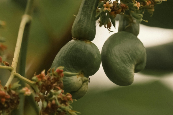 Tìm hiểu quá trình phát triển của cây điều