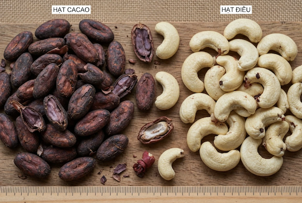 Cacao trong hạt điều
