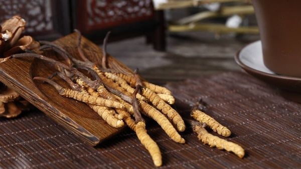 Đông trùng hạ thảo Tây Tạng: Có xứng đáng với mức giá tiền tỷ hay chỉ là lời đồn thổi?