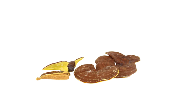 Tác dụng Nấm Linh Chi: Lá chắn thép bảo vệ gan và tăng cường khả năng phòng ngừa bệnh