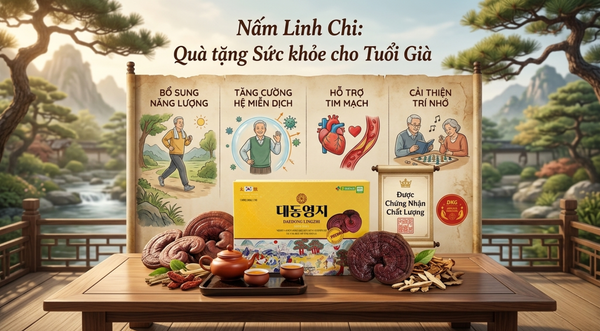 Nấm linh chi uống có tác dụng gì đối với sức khỏe người già?