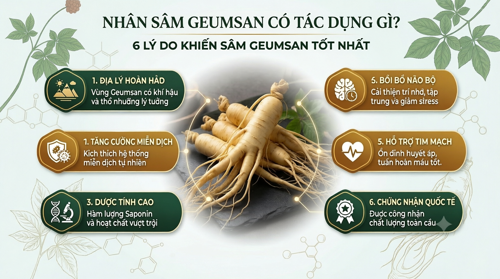 Nhân sâm Geumsan có tác dung gì? 6 lý do khiến sâm Geumsan tốt nhất