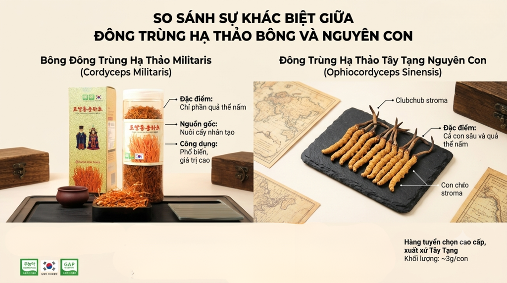 Sự khác biệt giữa bông đông trùng hạ thảo và đông trùng hạ thảo nguyên con