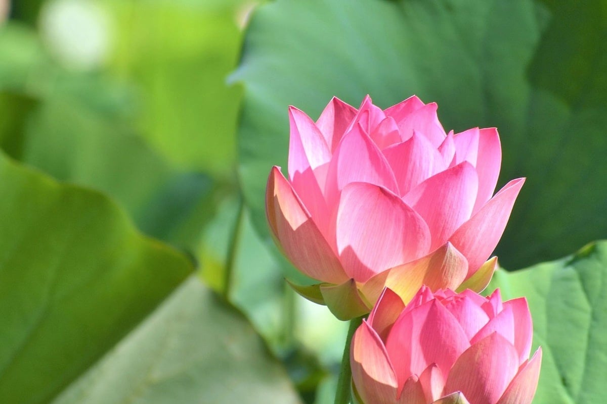 Hoa sen hồng nở trong đầm – biểu tượng mùa Vu Lan báo hiếu