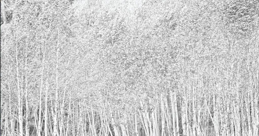 Gỗ Bạch Dương Là Gì? Đặc điểm, ưu điểm và ứng dụng