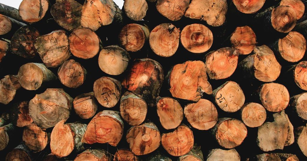 Gỗ Óc Chó Là Gì? Ưu Điểm và Ứng Dụng Của Gỗ Óc Chó Trong Nội Thất