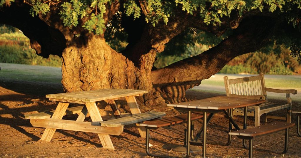 Gỗ Sồi Là Gì? Tất Tần Tật Về Gỗ Sồi - Để Hiểu Rõ Trước Khi Chọn Mua