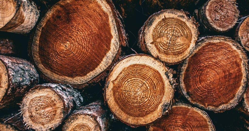 Gỗ Teak Là Gì? Ưu Điểm và Ứng Dụng Của Gỗ Teak Trong Nội Thất