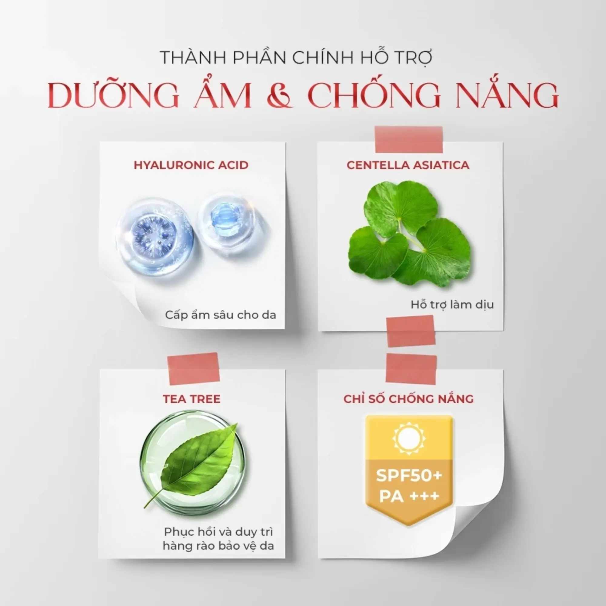 cushion bản giới hạn BOM
