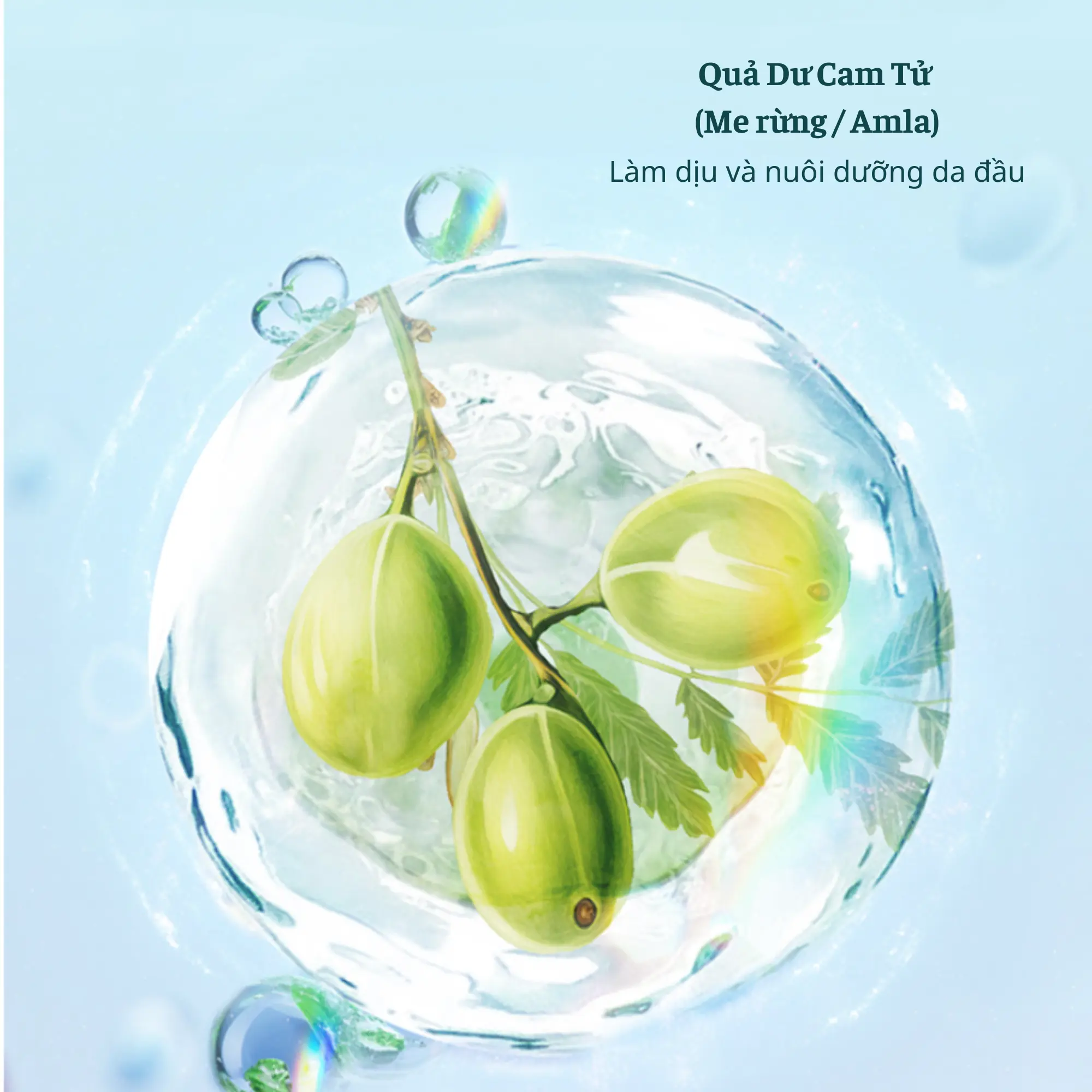gầu gội kiềm dầu Chando