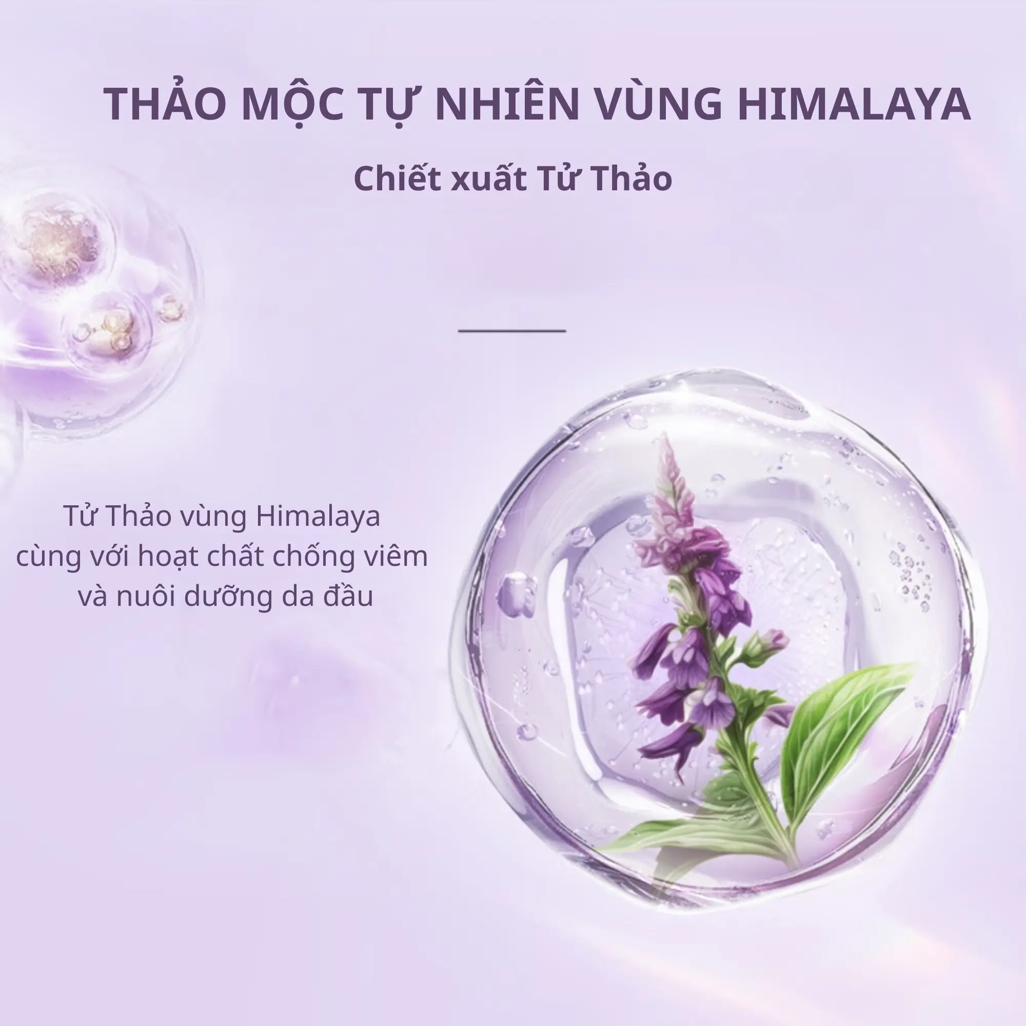 dầu gội phồng tóc Chando