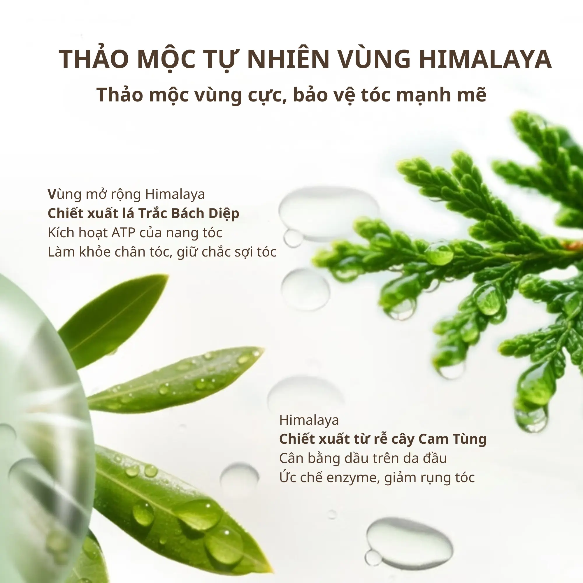 dầu gội giảm gãy rụng Chando