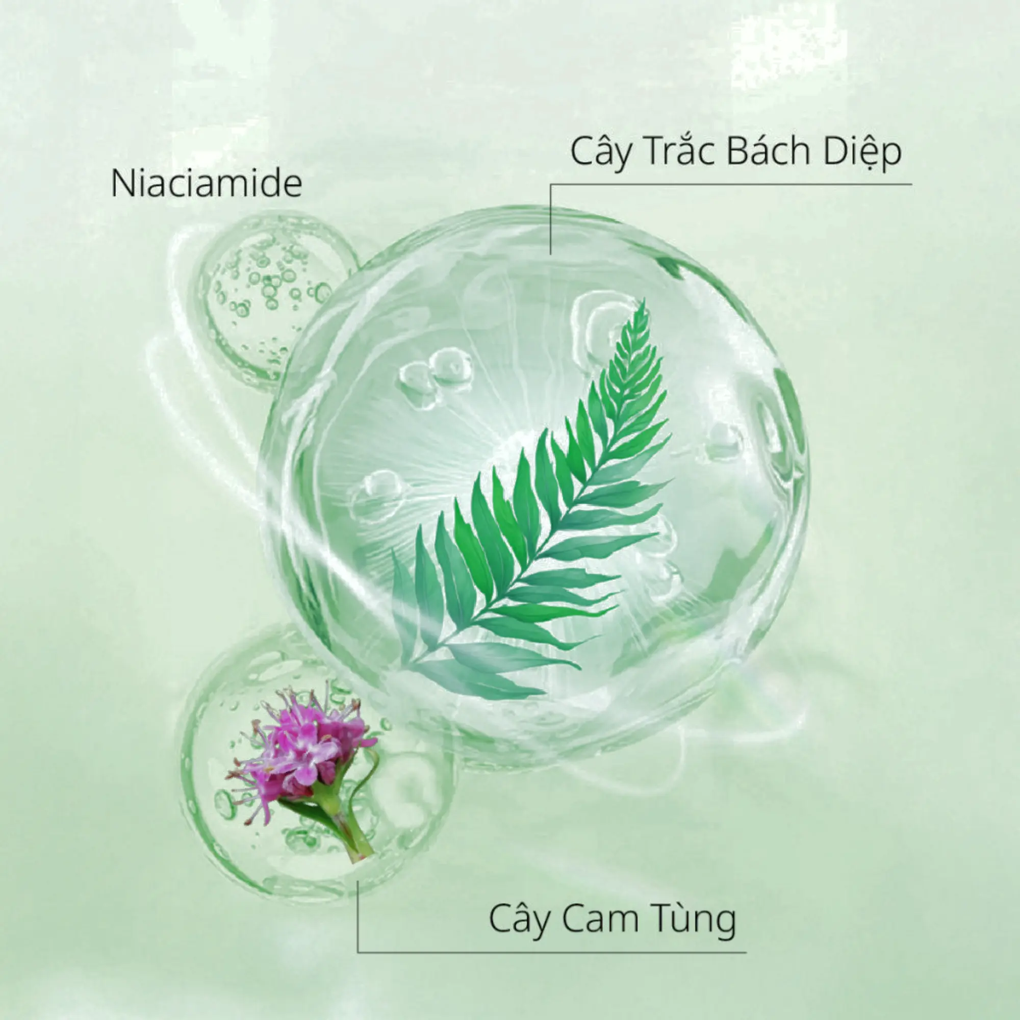 dầu xả phồng tóc Chando