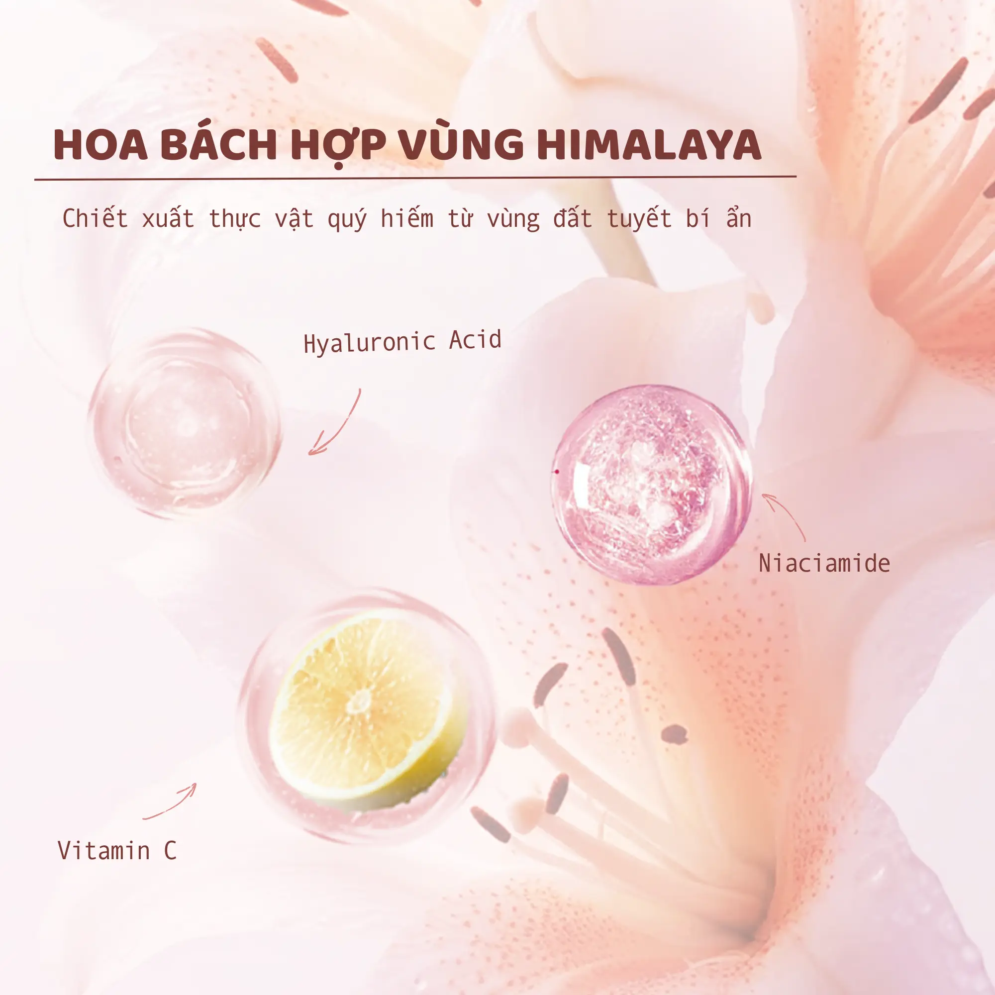 sữa tắm dưỡng sáng Chando