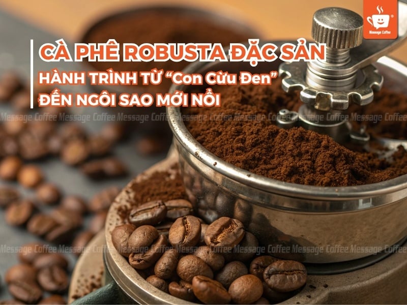 Cà Phê Robusta Đặc Sản: Hành Trình Từ 