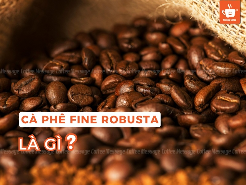 Coffee Fine Robusta là gì? So sánh Fine Robusta, Robusta thương mại và Arabica Đặc Sản