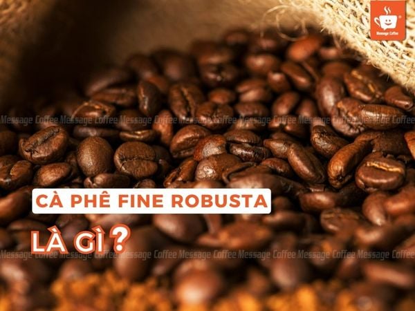 Coffee Fine Robusta là gì? So sánh Fine Robusta, Robusta thương mại và Arabica Đặc Sản