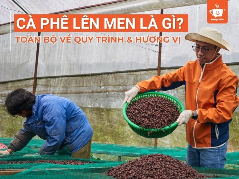 Cà Phê Lên Men Là Gì? Toàn Bộ Kiến Thức Từ Quy Trình Đến Hương Vị